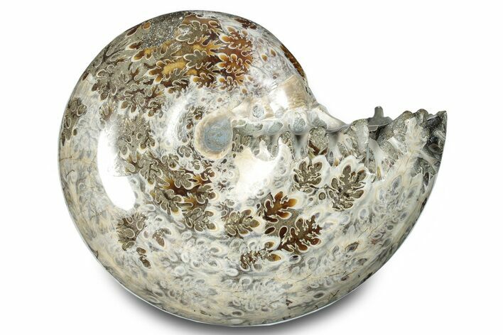 Polished Ammonite (Phylloceras) Fossil - Madagascar #283501